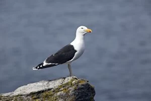 Images Dated 31st May 2014: Great / Greater Black-backed Gull
