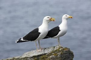 Great / Greater Black-backed Gull
