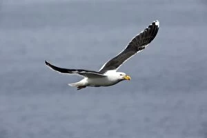 Images Dated 31st May 2014: Great / Greater Black-backed Gull