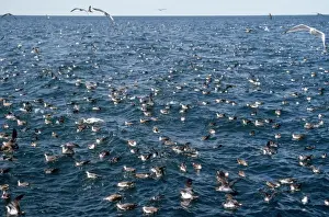 Great / Greater Shearwater