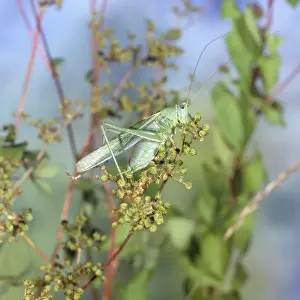 Crickets Prints: Great Green Bush Cricket