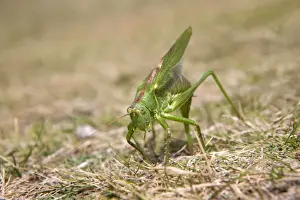Crickets Prints: Great Green Bush Cricket - egg laying - Cornwall - UK