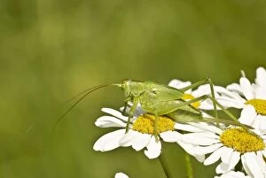 Images Dated 24th June 2008: Great Green Bush Cricket - Immature female - resting on flowers