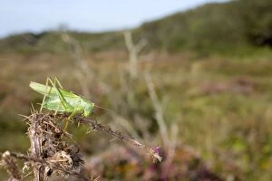Images Dated 6th September 2012: Great Green Bush Cricket - Male
