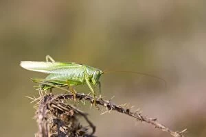 Images Dated 6th September 2012: Great Green Bush Cricket - Male