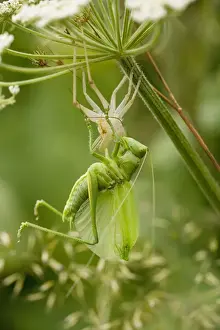 Great Green Bush-Cricket (Tettigonia viridissima) - final instar male emerging from its nymphal case. Uncommon in UK