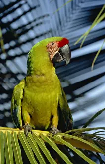 Honduras Prints: Great Green Macaw