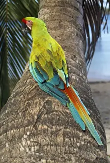 Macaws Prints: Great Green Macaw / Buffon's Macaw Honduras to Ecuador