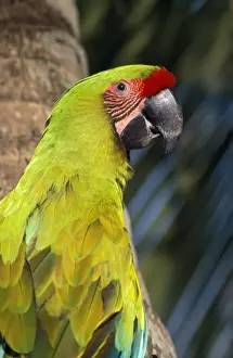 Great Green Macaw / Buffon's Macaw Honduras to Ecuador
