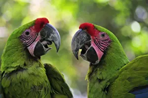 Great green Macaw, Costa Rica