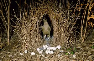 Great Grey Bowerbird Australia