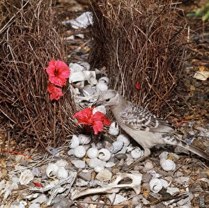 Great Grey BOWERBIRD - decorating bower with red hibiscus flowers, bones and empty shells