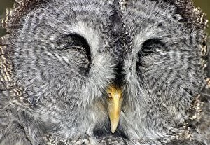 Great Grey / Lapland Owl - eyes closed asleep