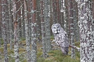 Images Dated 23rd February 2008: GREAT GREY OWL