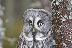 Images Dated 23rd February 2008: Great Grey Owl