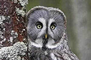 Images Dated 23rd February 2008: Great Grey Owl