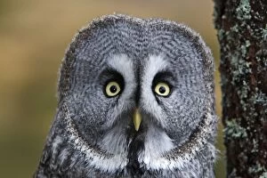Images Dated 23rd February 2008: GREAT GREY OWL