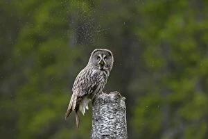 Images Dated 30th May 2014: Great Grey Owl adult