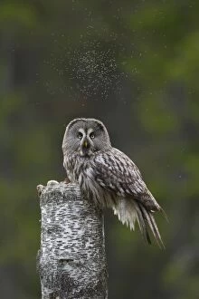 Images Dated 30th May 2014: Great Grey Owl adult