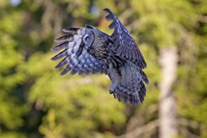 Great Grey Owl adult in flight with prey