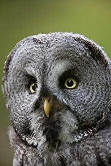 Great Grey Owl adult portrait