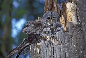 Broken Gallery: Great Grey Owl with two chicks in nest on broken poplar tree