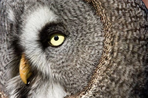 Images Dated 10th October 2005: Great grey owl - Close-up of face. Adult