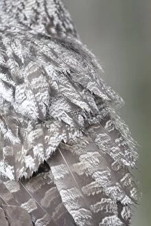 Great Grey Owl - close-up of feathers