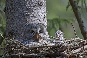 Latest images December 2016 Gallery: Great Grey Owl female with young at nest