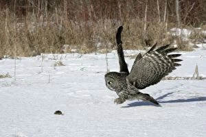 Approaching Gallery: Great Grey OWL - in flight approaching mouse
