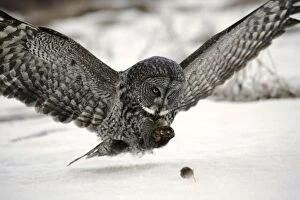 Approaching Gallery: Great Grey Owl - in flight, approaching mouse on snow