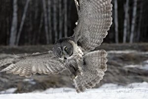 Approaching Gallery: Great Grey Owl - in flight approaching prey