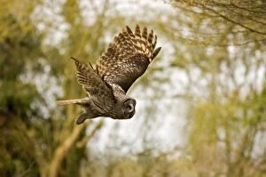 Images Dated 23rd March 2007: Great Grey Owl In flight in woodland North-Eastern Europe