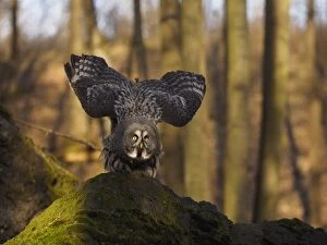 Images Dated 25th March 2017: Great Grey Owl-flying, Czech Republic