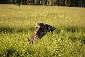 Great Grey Owl hunting, flying low over meadow