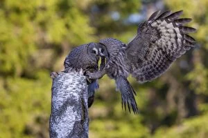 Great Grey Owl male giving food to the female