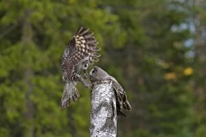Images Dated 30th May 2014: Great Grey Owl male giving food to the female