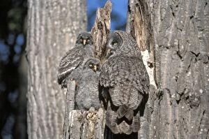 Broken Gallery: Great Grey Owl with two owlets at nest in broken poplar tree