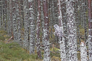 Images Dated 23rd February 2008: Great Grey Owl - perched on branch