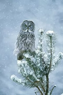 Grumpy Gallery: Great Grey OWL - perched on conifer in snow storm