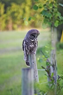 Great Grey Owl perched, hunting