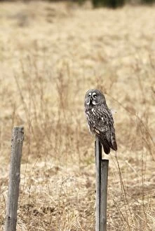 Great grey owl perched post