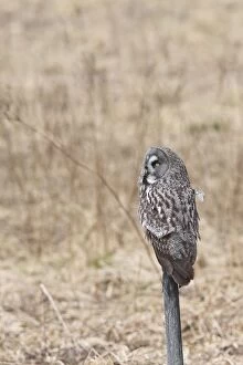 Images Dated 19th April 2008: Great Grey Owl - perched on post - Sweden