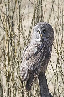 Images Dated 22nd April 2008: Great Grey Owl - perched on post - Sweden