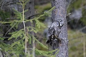 Great Grey Owl - perched in tree