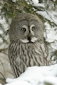 Great Grey Owl - Portrait in winter