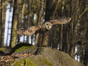 Great Grey Owl-sitting on a rock and watching, Czech Repu