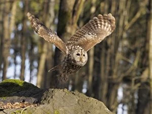 Images Dated 25th March 2017: Great Grey Owl-sitting on a rock and watching, Czech Repu