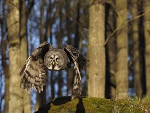 Images Dated 25th March 2017: Great Grey Owl-sitting on a tree stump and watching, Czec