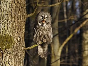 Images Dated 25th March 2017: Great Grey Owl-sitting on a tree and watching, Czech Repu